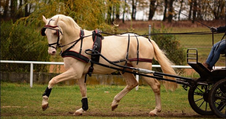 Książ 2019 – ogiery szlachetne